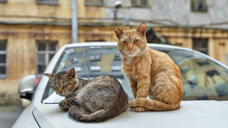 How to travel with a cat by car